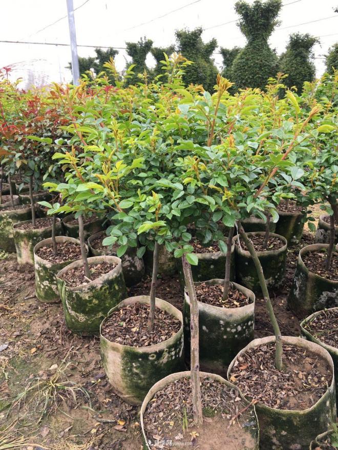 盆栽月季、月季花球、棒棒糖月季樹(shù)發(fā)往花卉市場(chǎng)(圖3)