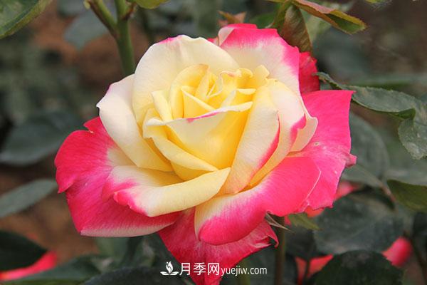大花月季，大花月季批發(fā)基地(圖1)