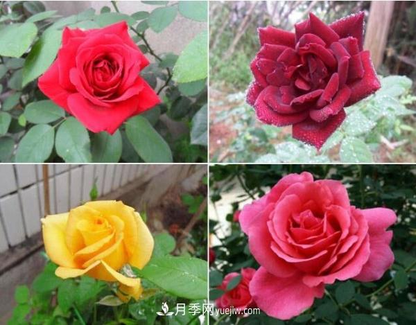 大花月季，大花月季批發(fā)基地(圖2)