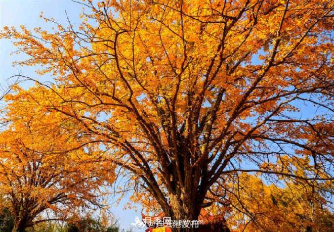 連云港灌云：撩人，滿(mǎn)城風(fēng)景看不盡(圖1)