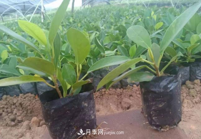 容器苗好成活，可如何做好容器苗的育苗？(圖1)