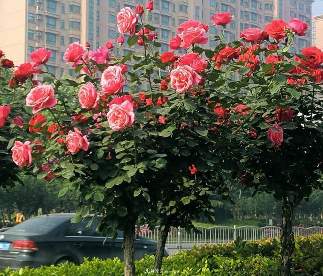 怎樣給樹(shù)狀月季葉面施肥？(圖1)