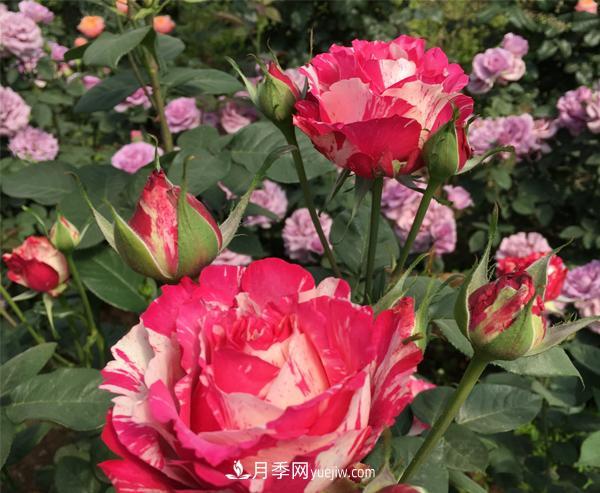 哪些特點(diǎn)是南陽(yáng)樹(shù)狀月季所具備的？(圖1)