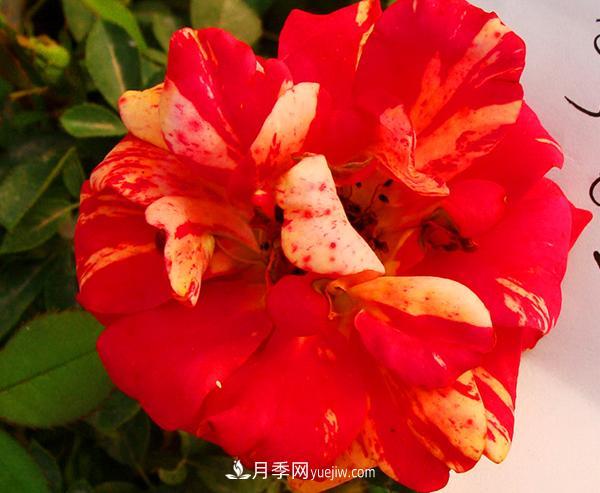 ***近很火爆的一個(gè)大花月季品種，它的用途及特殊的栽培環(huán)境介紹(圖1)
