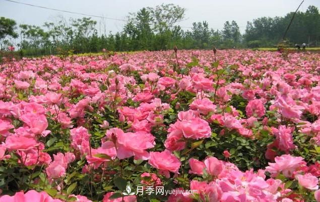 樹(shù)狀月季的成活關(guān)鍵，悶插法技術(shù)是什么？(圖1)