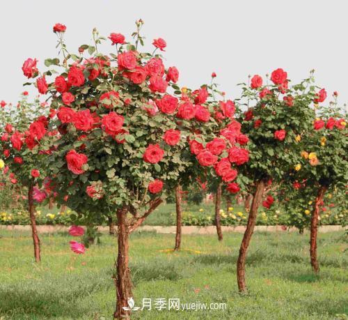 盆栽月季冬天該怎么保養？不被受凍(圖1)