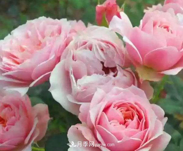 當月季出現盲芽的情況，花友們該如何養護？(圖1)