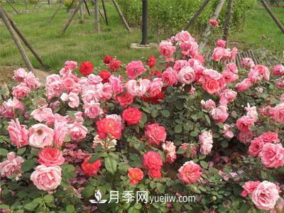 月季換盆怎么操作？換盆后經(jīng)常出現的問(wèn)題(圖1)