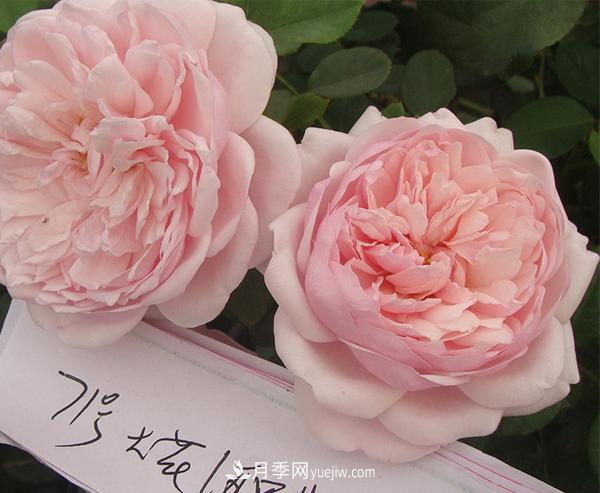 南陽(yáng)月季種植基地推薦幾種適合陽(yáng)臺月季品種(圖1)