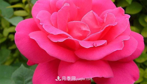 想要月季花朵開(kāi)的又大又好，這幾個(gè)修剪小技巧一定要掌握！(圖1)