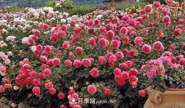 4個(gè)好養的月季品種，隨便一養就爆花，夏天耐熱不怕曬(圖3)