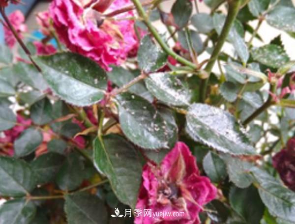 月季害怕的病蟲(chóng)害有什么癥狀，你知道嗎？(圖6)
