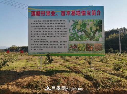 九江武寧縣：發(fā)展苗木基地，壯大綠色經(jīng)濟，苗木熱賣(mài)啦(圖1)