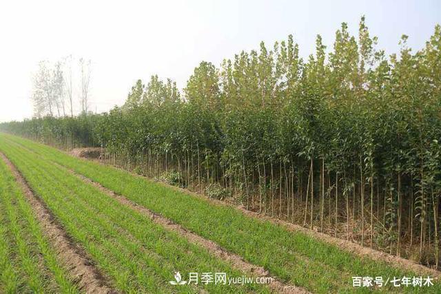 苗木行業(yè)大洗牌后，這些品種價(jià)格將回升！(圖1)