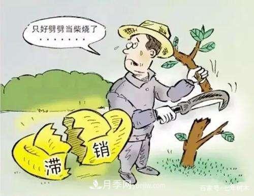 苗木行業(yè)大洗牌后，這些品種價(jià)格將回升！(圖2)