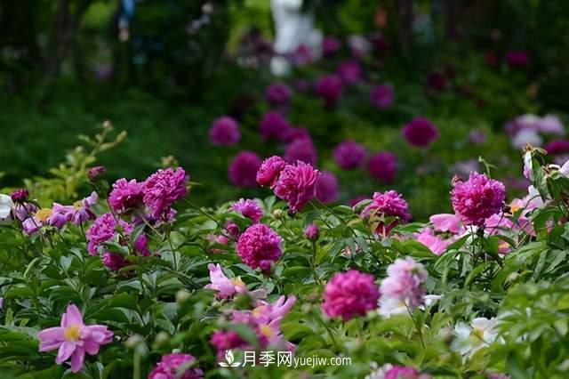 6種宿根花卉，好看好養，觀(guān)賞性強綠化帶很常見(jiàn)(圖2)