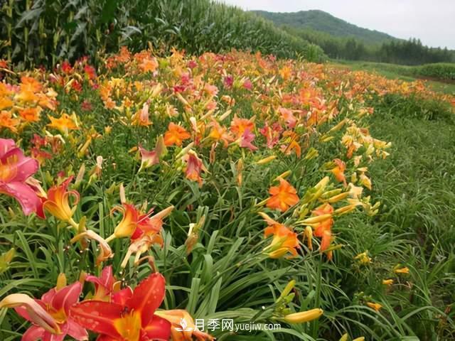 6種宿根花卉，好看好養，觀(guān)賞性強綠化帶很常見(jiàn)(圖4)
