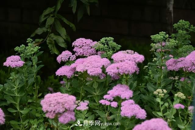 6種宿根花卉，好看好養，觀(guān)賞性強綠化帶很常見(jiàn)(圖5)