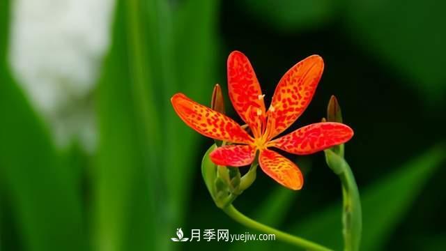 6種宿根花卉，好看好養，觀(guān)賞性強綠化帶很常見(jiàn)(圖6)