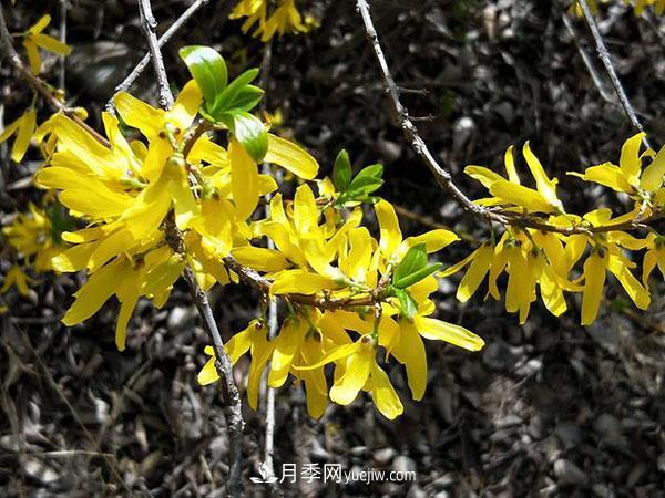 連翹能在冬季扦插嗎？連翹什么時(shí)候扦插種植？(圖2)