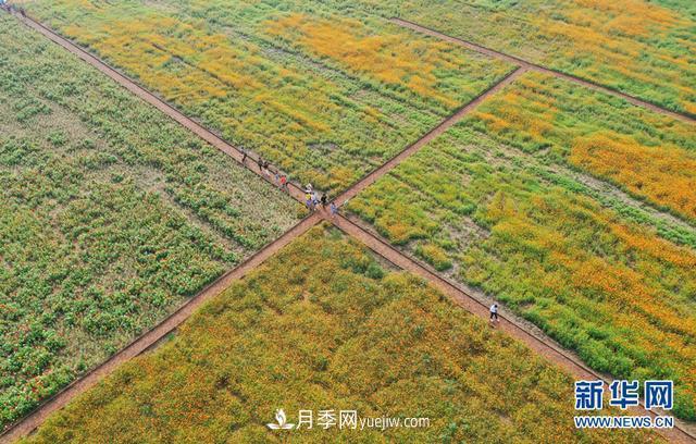 回顧記錄，中國月季展覽會(huì )花開(kāi)阜陽(yáng)(圖3)