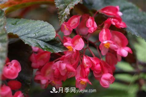 有3種花養在室內長(cháng)得好，葉子還能葉插成活(圖1)