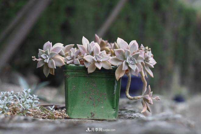 有3種花養在室內長(cháng)得好，葉子還能葉插成活(圖4)