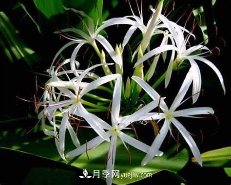 有3種花養在室內長(cháng)得好，葉子還能葉插成活(圖6)