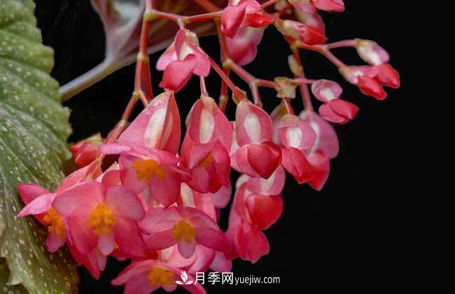 有3種花養在室內長(cháng)得好，葉子還能葉插成活(圖2)
