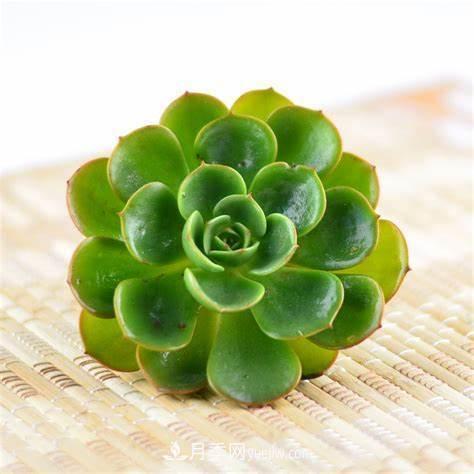 有3種花養在室內長(cháng)得好，葉子還能葉插成活(圖3)