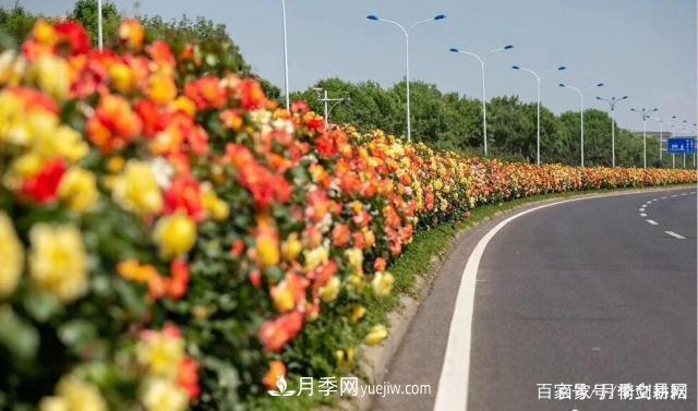 春色滿(mǎn)園關(guān)不住，為何月季領(lǐng)風(fēng)騷(圖2)