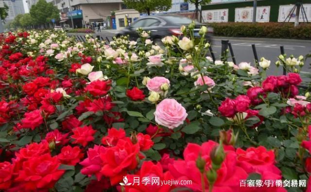 春色滿(mǎn)園關(guān)不住，為何月季領(lǐng)風(fēng)騷(圖3)