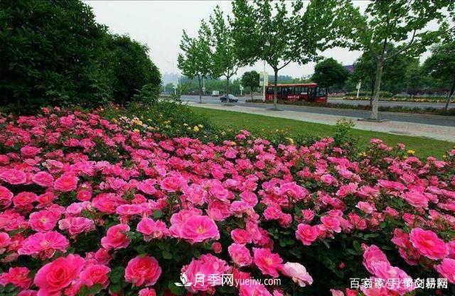 春色滿(mǎn)園關(guān)不住，為何月季領(lǐng)風(fēng)騷(圖4)