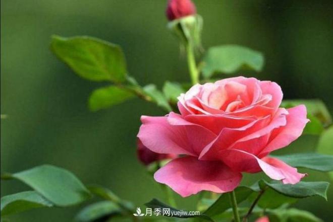 淮北市的市花是什么？月季花的花語(yǔ)寓意(圖2)