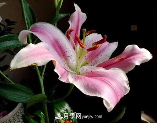 不同品種百合花花期是多久，白百何開(kāi)花季節(圖1)