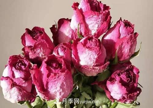 干花玫瑰花怎么護理？(圖1)