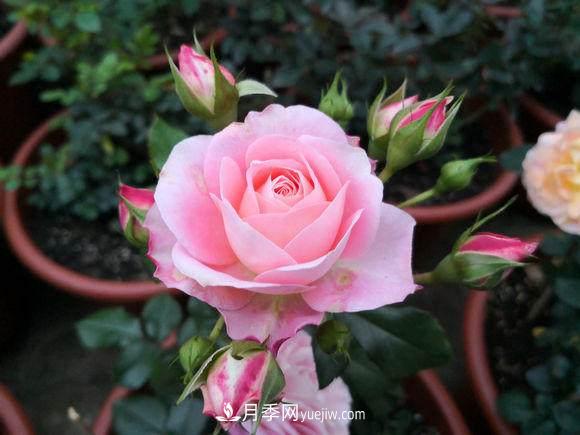 修剪月季的5個(gè)小技巧(圖1)