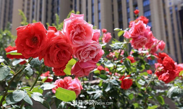 月季花好養嗎？給你養殖方法，養過(guò)后就欲罷不能(圖1)