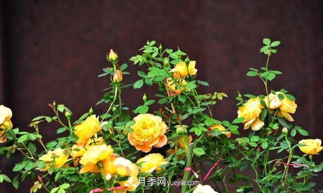 月季花好養嗎？給你養殖方法，養過(guò)后就欲罷不能(圖3)