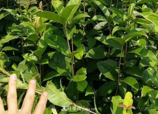 看葉子如何區分桂花樹(shù)的品種(圖1)