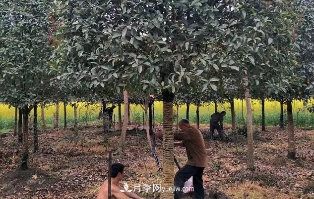 如何區分桂花樹(shù)的品種(圖2)