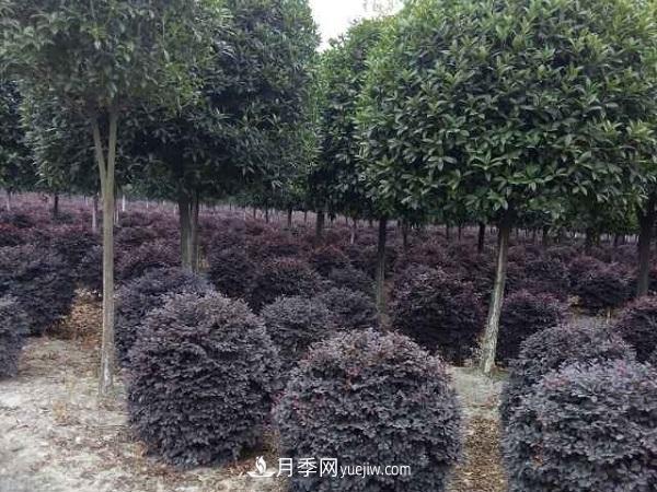 移栽運輸大樹(shù)苗木需要什么手續(圖2)