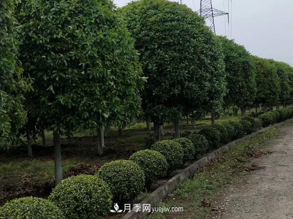 移栽運輸大樹(shù)苗木需要什么手續(圖1)