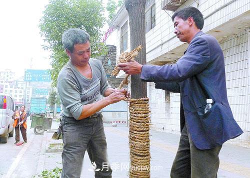 草繩繞樹(shù)干對移栽月季樹(shù)和苗木有那些好處(圖2)