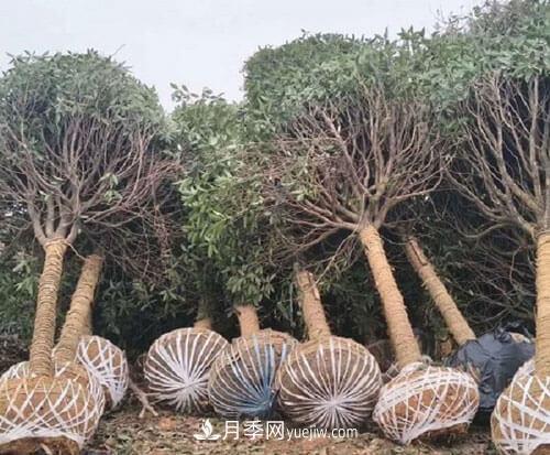 草繩繞樹(shù)干對移栽月季樹(shù)和苗木有那些好處(圖1)