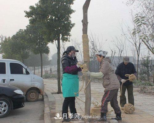 園林綠化中草繩繞樹(shù)干的長(cháng)度和用量怎么計算(圖1)