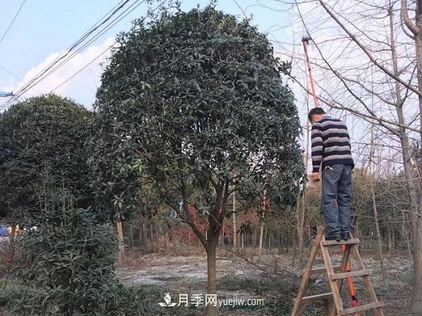 南陽(yáng)桂花基地：移植大桂花樹(shù)需要注意什么(圖1)