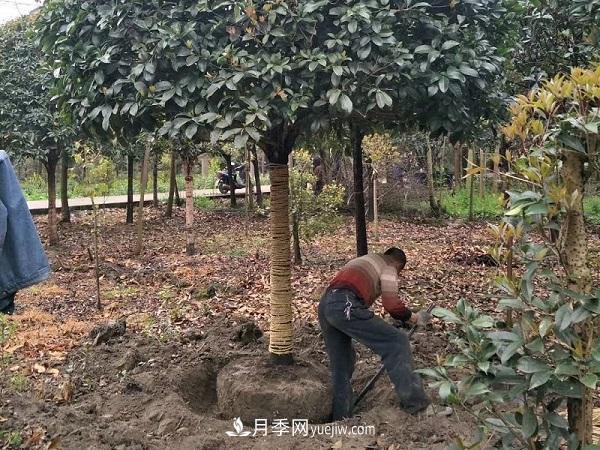 南陽(yáng)桂花基地：移植大桂花樹(shù)需要注意什么(圖2)