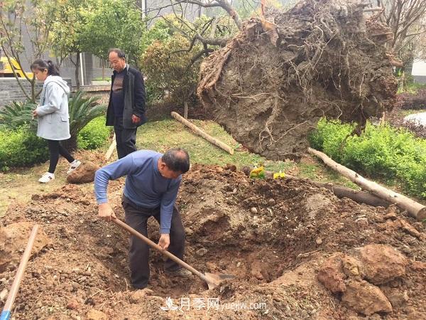 南陽(yáng)桂花基地：移植大桂花樹(shù)需要注意什么(圖3)