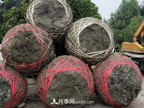 月季、苗木、樹(shù)木移栽怎樣不垮土？(圖1)
